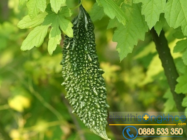 trà khổ qua rừng Mudaru có tác dụng phụ không