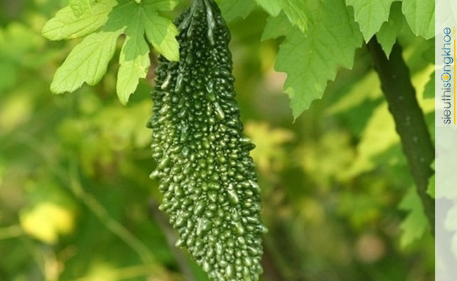 cách làm trà mướp đắng rừng