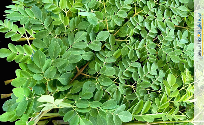 công dụng trị nám da của lá chùm ngây