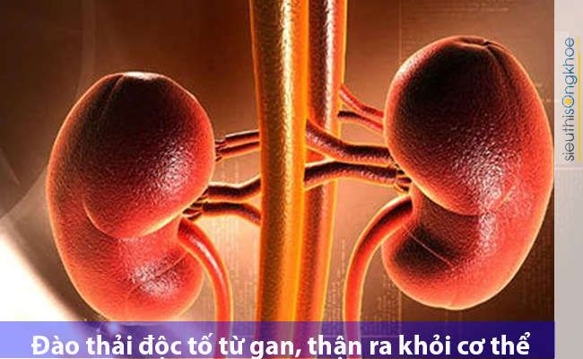 Phương pháp trị nám với chùm ngây