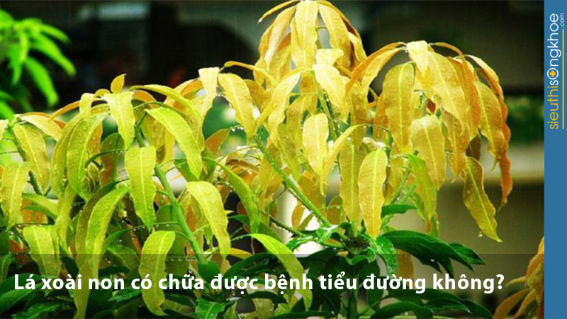 Lá xoài non có chữa được bệnh tiểu đường không?