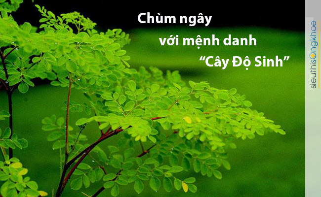 Phương pháp trị nám với chùm ngây