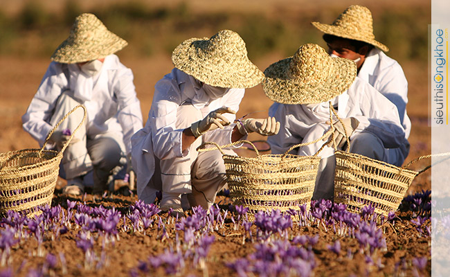 nhuy hoa nghe tay saffron viet nam