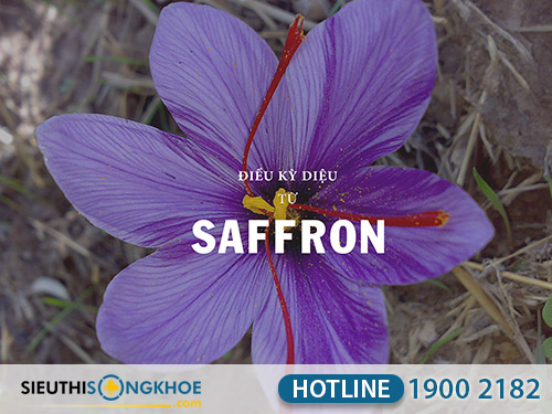 review nhụy hoa nghệ tây saffron việt nam