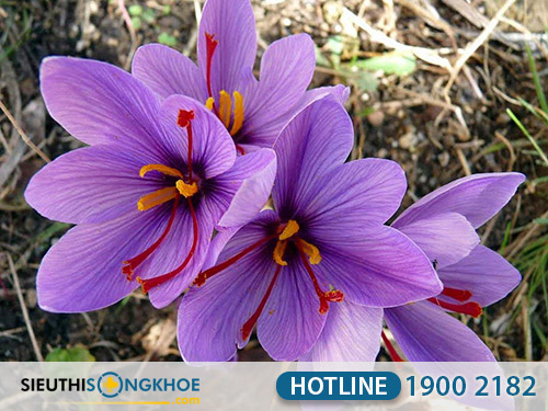 thanh phan cua nhuy hoa nghe tay saffron viet nam