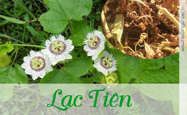 thảo dược chữa bệnh mất ngủ