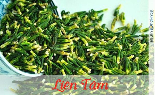 thảo dược chữa bệnh mất ngủ