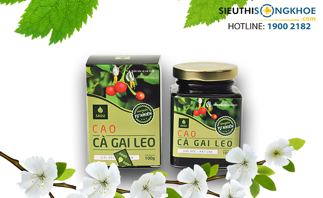 Cao cà gai leo sadu có tốt không