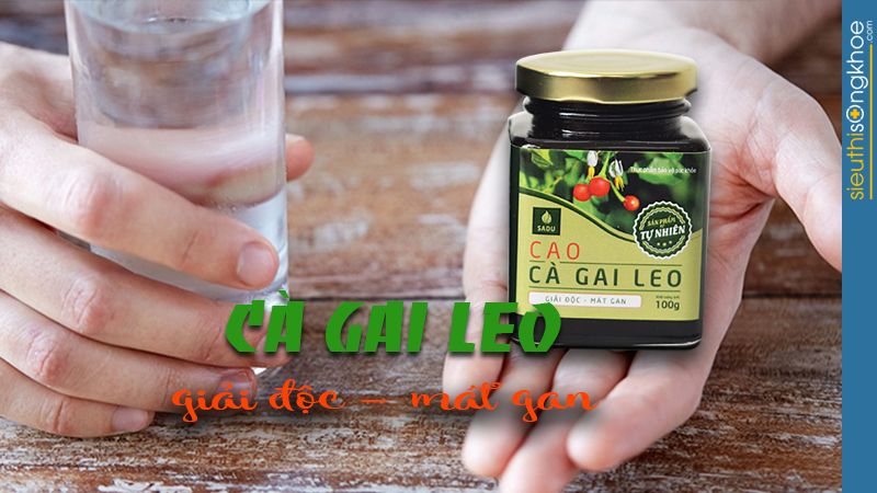 Cao cà gai leo sadu có tốt không