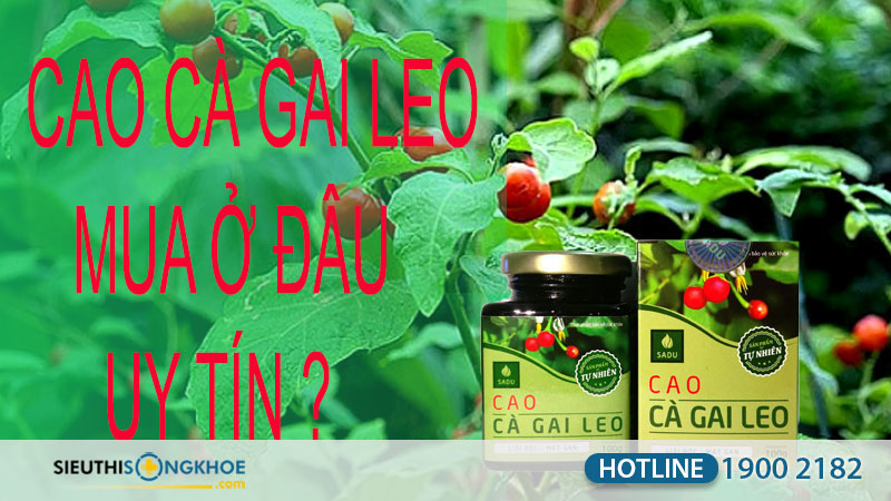 cao cà gai leo sadu mua ở đâu