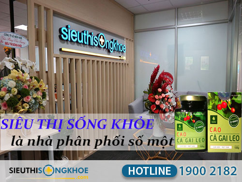 cao cà gai leo sadu mua ở đâu