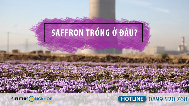 nhuy hoa nghe tay saffron xuat xu o dau