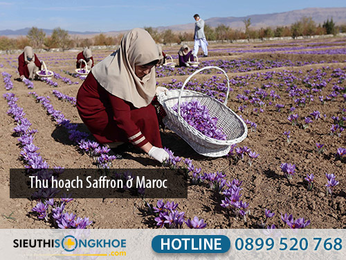 nhuy hoa nghe tay saffron xuat xu o dau