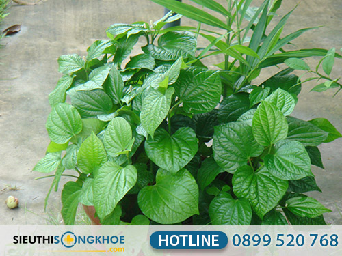 cách chữa hôi miệng bằng lá lốt