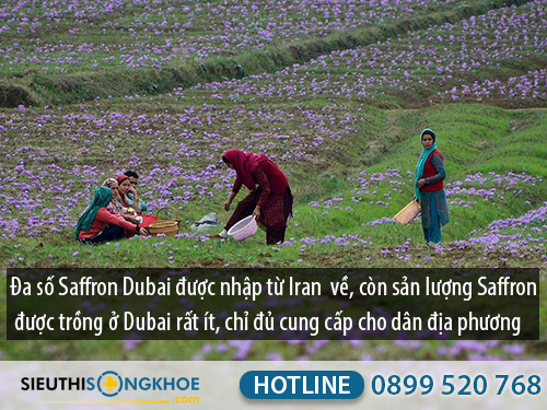saffron dubai công dụng