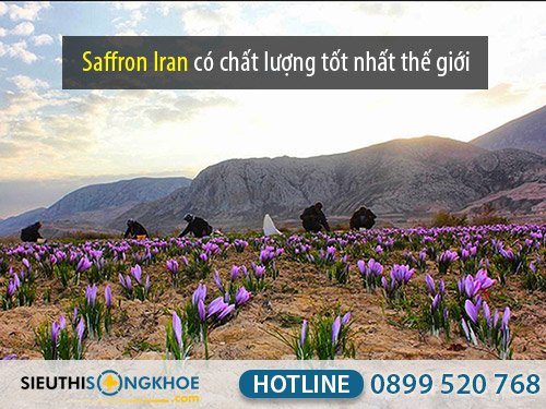 saffron dubai công dụng