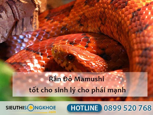 rắn đỏ mamushi thành phần viên uống hỗ trwoj sinh lý nam fuji sumo