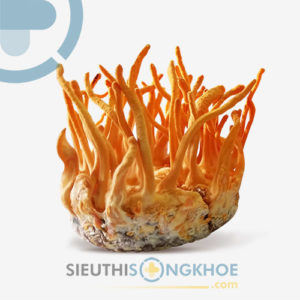 đông trùng hạ thảo thiên phúc