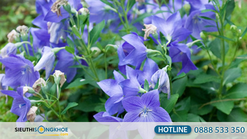 thanh phan xoan rico