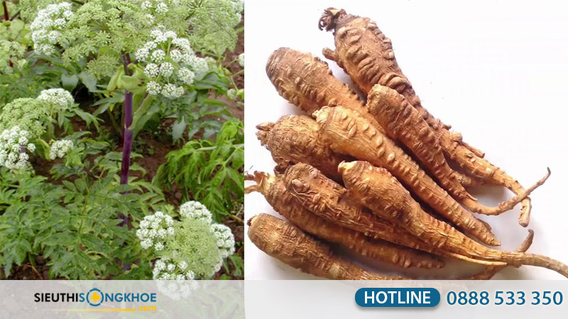 thanh phan xoan rico