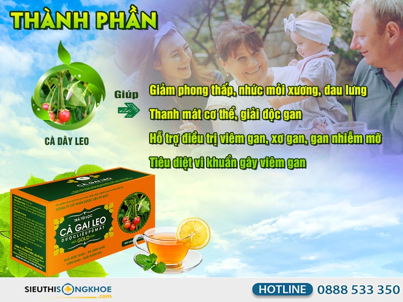 thanh phantra ca gai leo- duoc lieu pu mat 