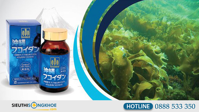 cach dung fucoidan mau xanh 5
