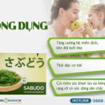 Rong Nho Sabudo (Hộp 10 gói) - Hỗ Trợ Tăng Cường Hệ Miễn Dịch & Nâng Cao Sức Khoẻ