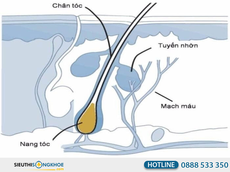 mô hình nang tóc
