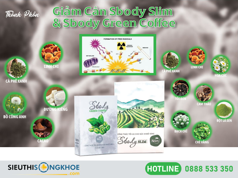 thành phần sbody slim nấm sbody green coffee