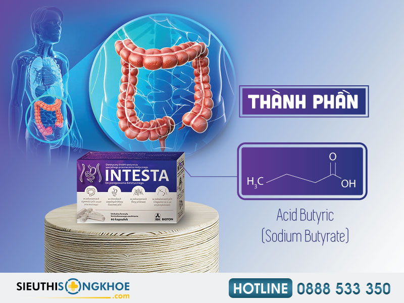 thành phần của intesta